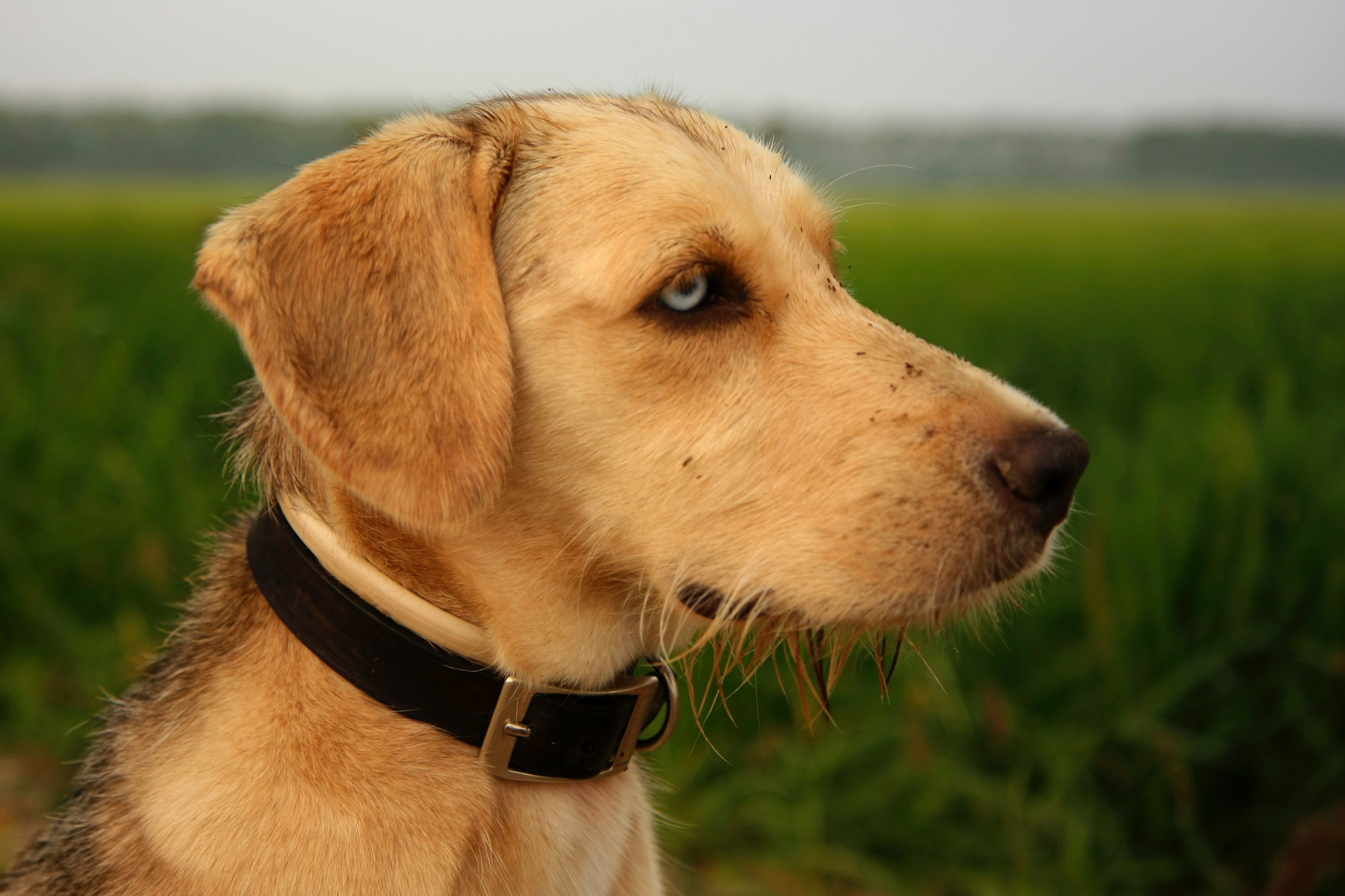 selective focus photography of dog near grass field